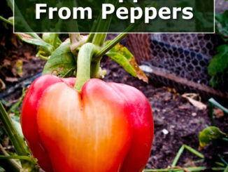 How To Grow Bell Peppers From Peppers