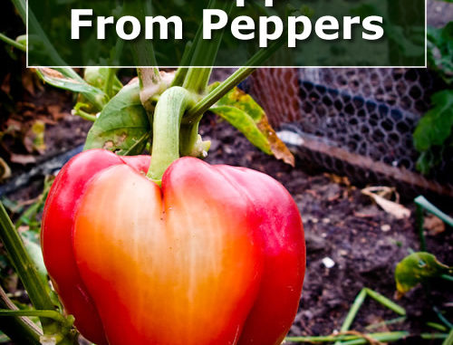 How To Grow Bell Peppers From Peppers