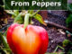 How To Grow Bell Peppers From Peppers