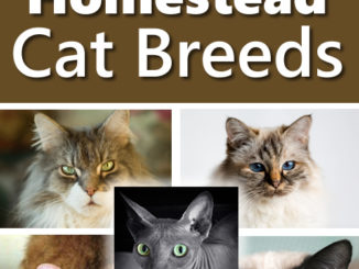 5 Best Homestead Cat Breeds