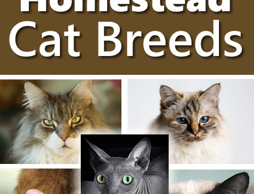 5 Best Homestead Cat Breeds