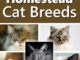 5 Best Homestead Cat Breeds