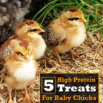 5 High Protein Treats For Baby Chicks