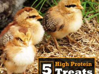 5 High Protein Treats For Baby Chicks