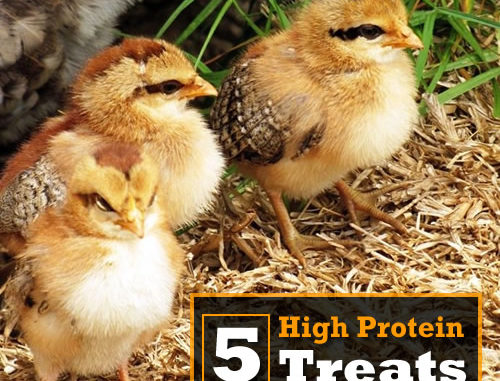 5 High Protein Treats For Baby Chicks