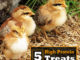 5 High Protein Treats For Baby Chicks