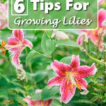 6 Must Read Tips For Growing Lilies