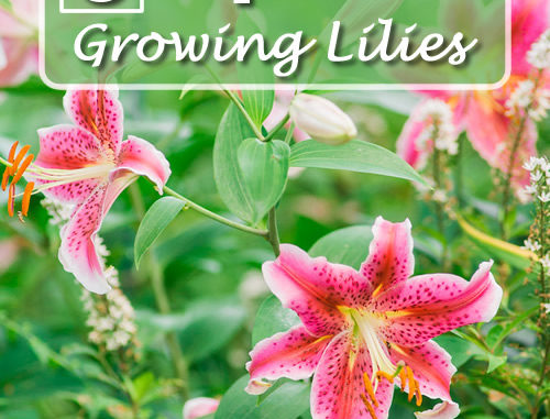 6 Must Read Tips For Growing Lilies