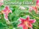 6 Must Read Tips For Growing Lilies