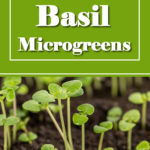 How To Grow Basil Microgreens