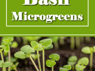 How To Grow Basil Microgreens