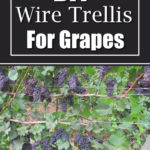 DIY Wire Trellis For Grapes
