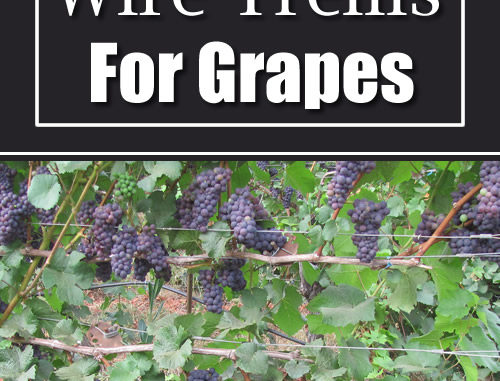 DIY Wire Trellis For Grapes