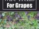 DIY Wire Trellis For Grapes