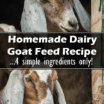 Homemade Dairy Goat Feed Recipe