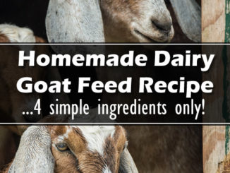 Homemade Dairy Goat Feed Recipe