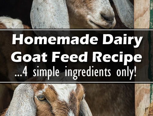 Homemade Dairy Goat Feed Recipe