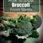 How To Grow Broccoli From Stems