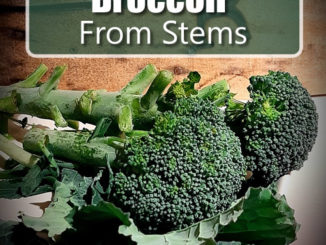 How To Grow Broccoli From Stems