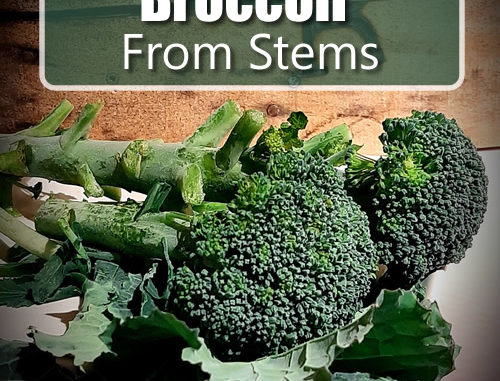 How To Grow Broccoli From Stems