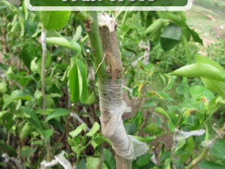How To Graft Fruit Trees
