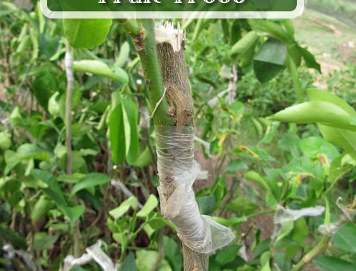 How To Graft Fruit Trees