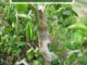 How To Graft Fruit Trees