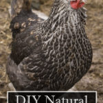 DIY Natural Chicken Lice Treatment