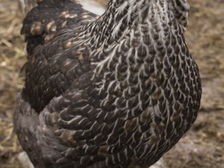 DIY Natural Chicken Lice Treatment