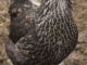 DIY Natural Chicken Lice Treatment