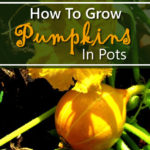 How To Grow Pumpkins In Pots