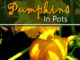 How To Grow Pumpkins In Pots