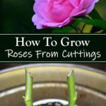 How To Grow Roses From Cuttings