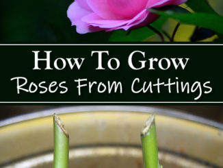 How To Grow Roses From Cuttings