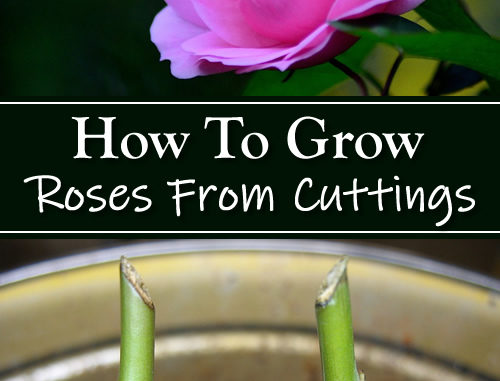 How To Grow Roses From Cuttings