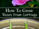 How To Grow Roses From Cuttings