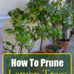 How To Prune A Lemon Tree