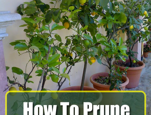 How To Prune A Lemon Tree