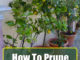 How To Prune A Lemon Tree