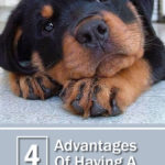4 Advantages Of Having A Dog DNA Test