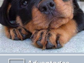 4 Advantages Of Having A Dog DNA Test