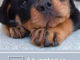4 Advantages Of Having A Dog DNA Test