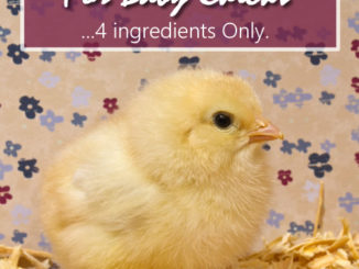 Homemade Energy Booster For Baby Chicks