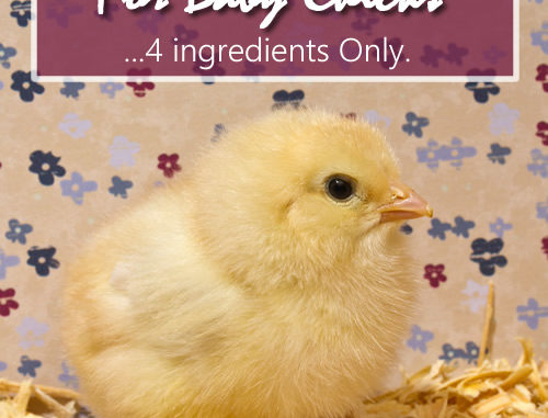 Homemade Energy Booster For Baby Chicks