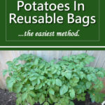 How To Grow Potatoes In Reusable Bags