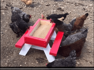 DIY Chicken Picnic Table Plans