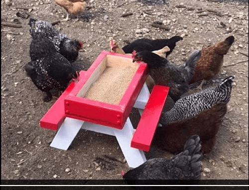 DIY Chicken Picnic Table Plans