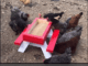 DIY Chicken Picnic Table Plans