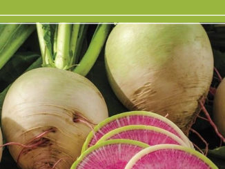 How To Grow Watermelon Radishes