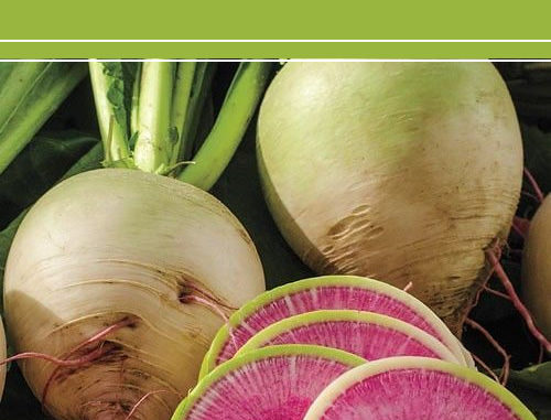 How To Grow Watermelon Radishes
